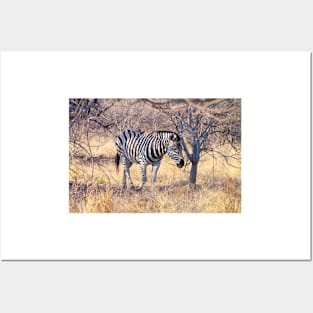 Zebra in the Bush Posters and Art